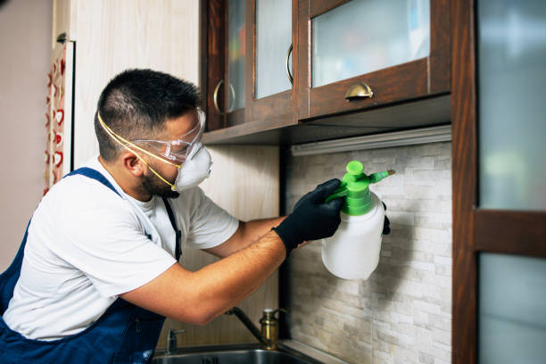 Best Termite Control Services  in Palm Beach Shores, FL