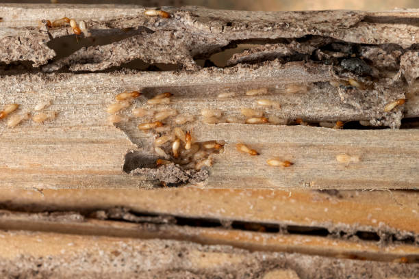 Best Insect Control  in Palm Beach Shores, FL
